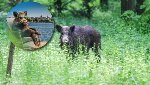 Nowa kampania promocyjna Olsztyna wykorzystuje dziki wygenerowane przez AI