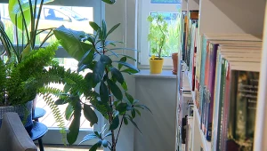 Biblioteka w Gdyni prowadzi zielony azyl dla roślin