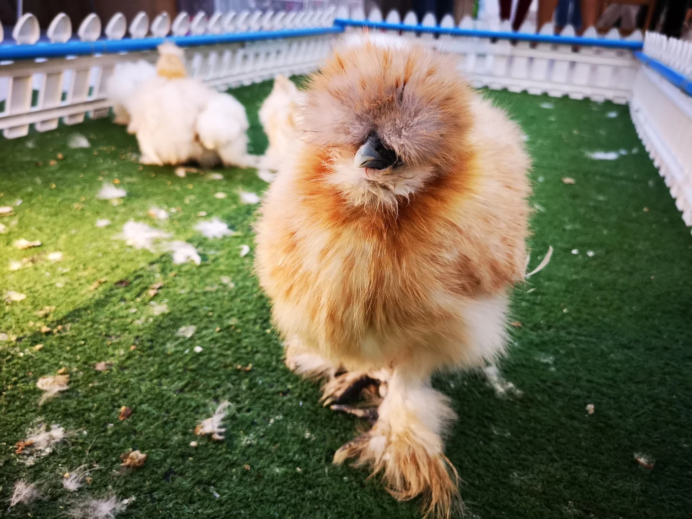 Kury silki zachwycają wyglądem. Są też bardzo pożyteczne Kura jedwabista silkie o puszystym upierzeniu na zielonej sztucznej trawie, w tle druga kura tej samej rasy.