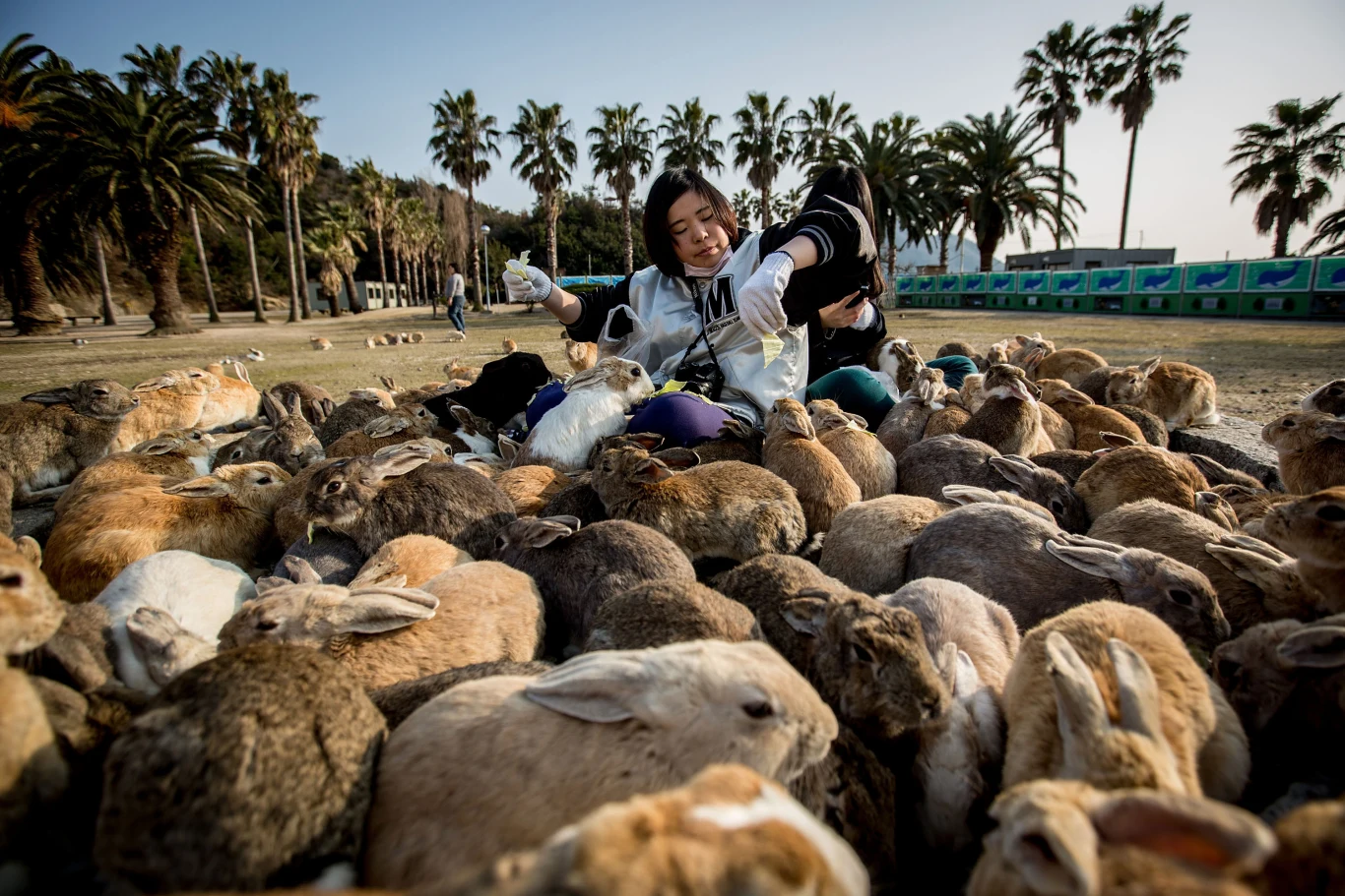 Króliki są atrakcją japońskiej wyspy Okunoshima Kobieta karmi króliki na wyspie Okunoshima; wokół niej zgromadzona liczna grupa królików, palmy w tle.