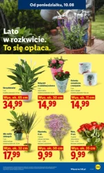 Tydzień pełen smakowitych promocji - Lidl