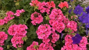 Genialna odżywka do pelargonii. Pokryją się kaskadą kwiatów do jesieni