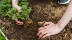 Posadź w tym roku obok truskawek. Owoce będą dorodniejsze i zdrowsze