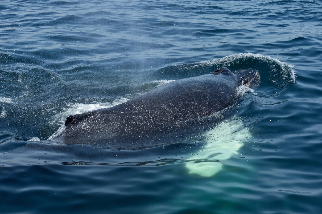 Humbaki migrują w chłodniejsze wody, aby wydać na świat młode Humbak płynący pod powierzchnią oceanu, widoczny grzbiet i fontanna wody podczas migracji w chłodniejsze rejony.