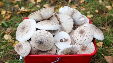 Czubajki kanie można spotkać w lesie późnym latem. Choć na większy wysyp trzeba jeszcze poczekać, w niektórych miejscach można je już znaleźć. 