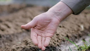 Wysiej w sierpniu zamiast sałaty. Liście zbierzesz już po 3 tygodniach