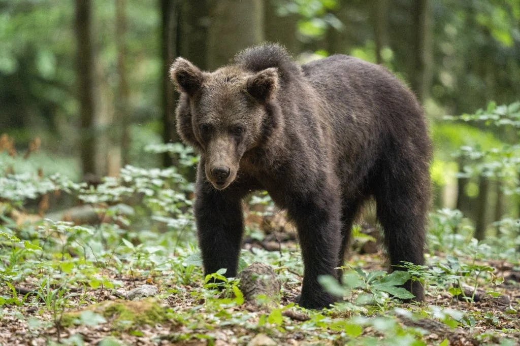 Kierowca potrącił niedźwiedzia pod Tatrami. To kolejny przypadek Młody niedźwiedź brunatny na leśnej ściółce wśród zielonych liści i paproci, okolice Tatr.