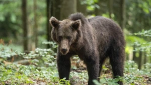Kierowca potrącił niedźwiedzia pod Tatrami. To kolejny przypadek