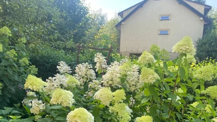 Hortensje zaczynają brązowieć? To może być przyczyną