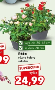 Róża Ok.