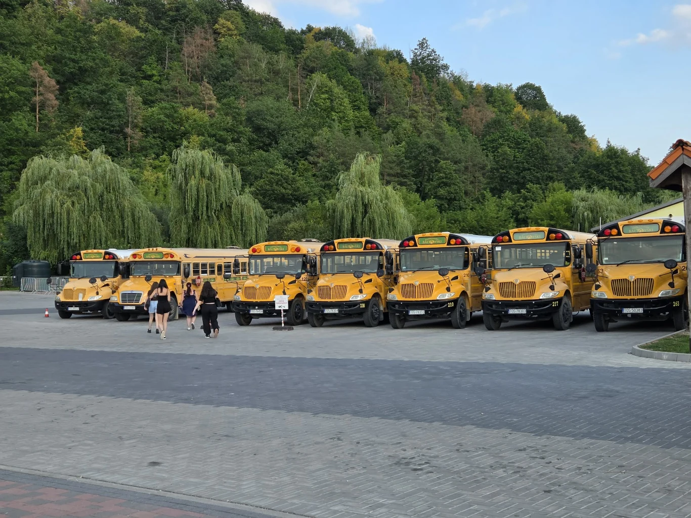 Takimi autobusami możecie wybrać się w podróż po bałtowski Parku Safari Rząd żółtych amerykańskich autobusów szkolnych zaparkowanych na placu, przed którymi przechodzi grupa kilku osób.