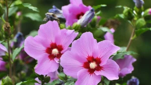Nie spisuj hibiskusa na straty. 5 zasad zapewni piękne i długie kwitnienie