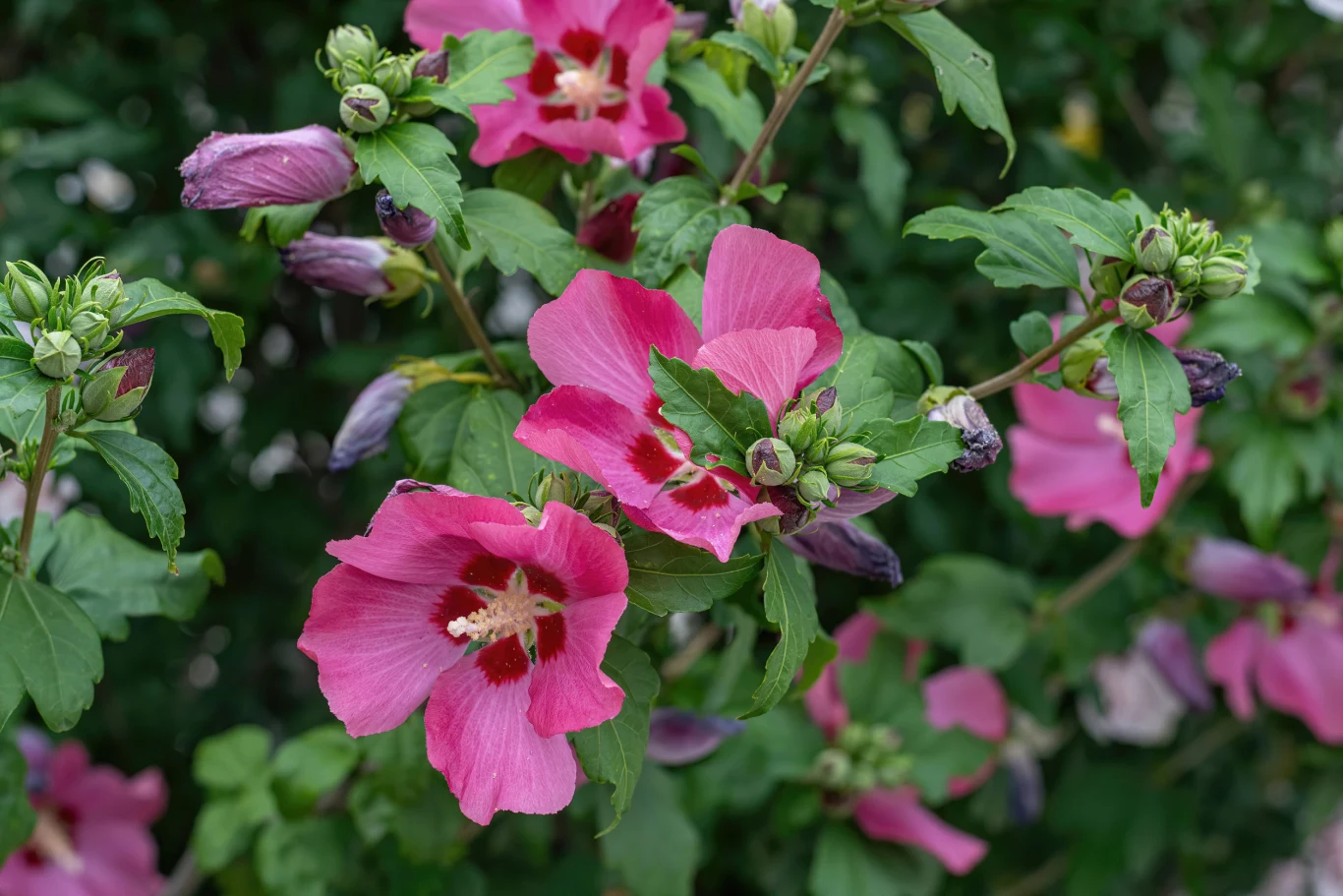 Różowe kwiaty hibiskusa ozdobione białymi słupkami i ciemnoczerwonymi środkami otoczone gęstymi, zielonymi liśćmi oraz licznymi pąkami gotowymi do rozkwitu.