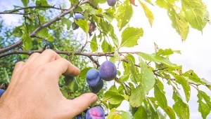 Kiedy przycinać śliwę latem? Jeden termin decyduje o jakości i smaku owoców