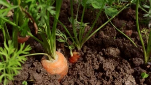 Marchew pęka w ziemi i szybko gnije? Wystarczy zmienić jedną