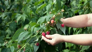 Jak ciąć maliny po zbiorach? Jeden błąd a owoców za rok nie będzie