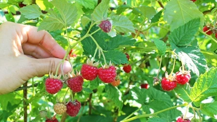 Wycinać należy tylko te pędy malin, które już owocowały