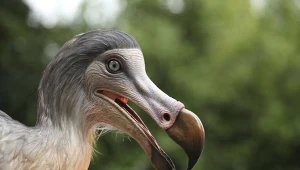 Dront dodo był wielkim gołębiem, ale zachowywał się jak sowa