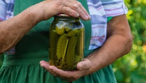 Wrzucam do kiszonych zamiast liści porzeczki. Wszyscy proszą o przepis