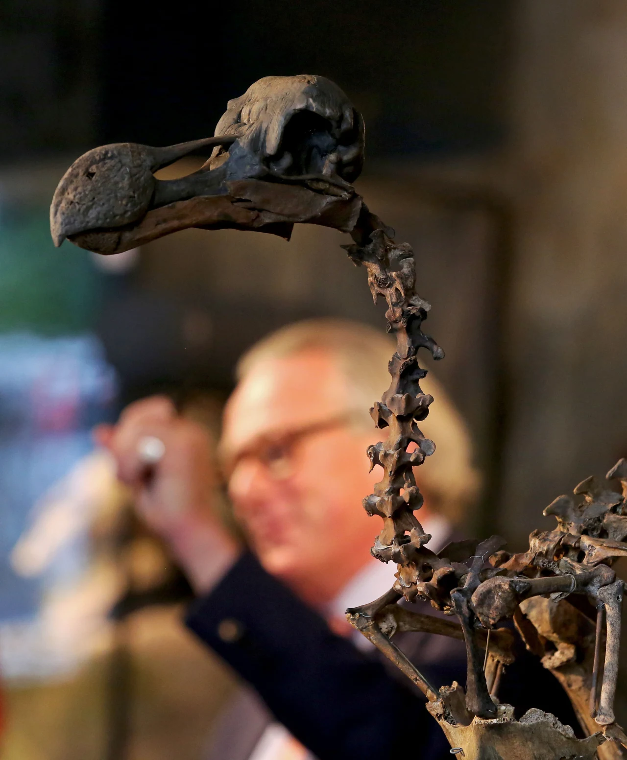 Analiza szkieletu dodo nakazuje zweryfikować informacje na jego temat Czaszka i szyja szkieletu dodo na pierwszym planie podczas aukcji, w tle rozmazana sylwetka mężczyzny w garniturze.