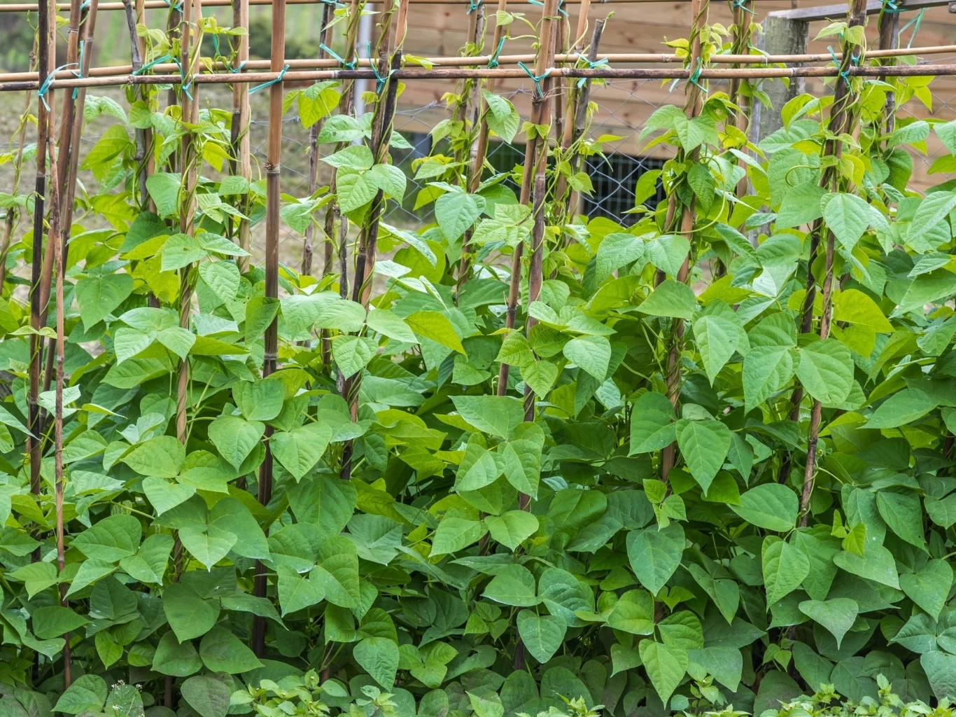 Fasola ma charakterystyczne brodawki na korzeniach, które pomagają jej wiązać azot Brodawki z bakteriami azotowymi na korzeniach fasoli; zielone pnącza na podporach z bambusa.