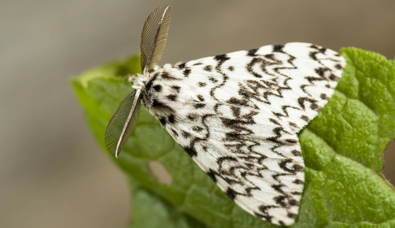 Wygląda jak piękny motyl, ale w lesie potrafi wyrządzić spore szkody Brudnica mniszka z białymi skrzydłami, siedząca na zielonym liściu