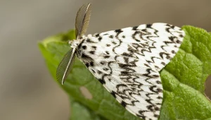 Wygląda jak piękny motyl, ale w lesie potrafi wyrządzić spore szkody 