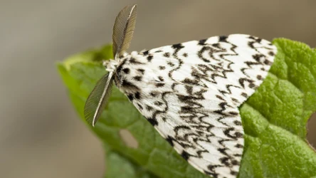 Wygląda jak piękny motyl, ale w lesie potrafi wyrządzić spore szkody 