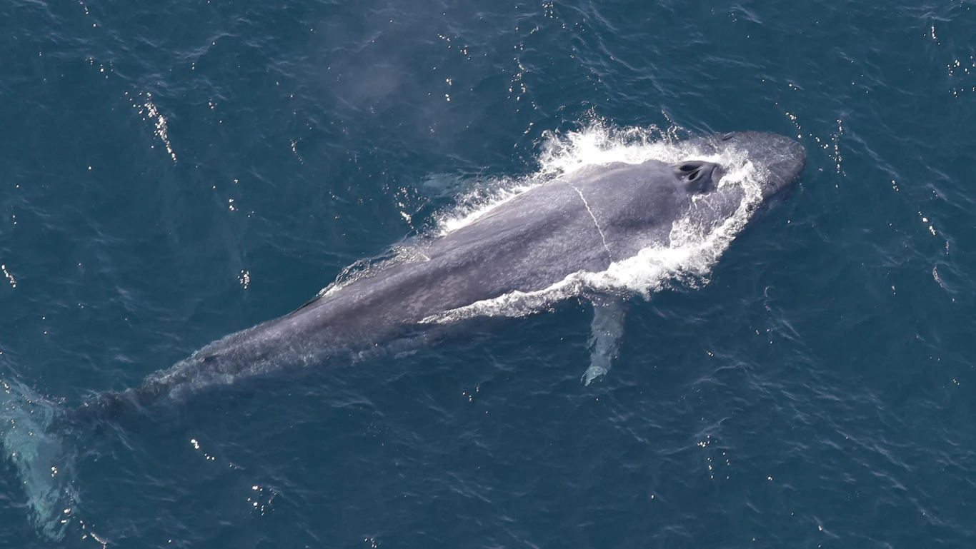 Płetwale błękitne żerują gwałtownie i mocno nurkują po pokarm Ogromny płetwal błękitny płynący tuż pod powierzchnią granatowego oceanu, z białą pianą rozpryskującą się wokół grzbietu.