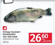 Pstrąg tęczowy Ok.