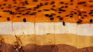 Warstwowe ciasto z galaretką, pianką capuccino i biskoptem