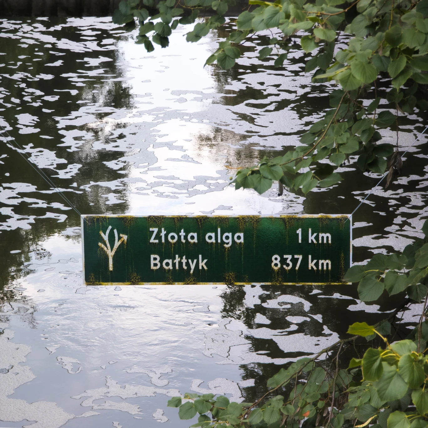 Zielona tablica informacyjna zawieszona nad wodą, na której widnieje napis „Złota alga 1 km, Bałtyk 837 km”, otoczona przez zwisające gałęzie drzew.