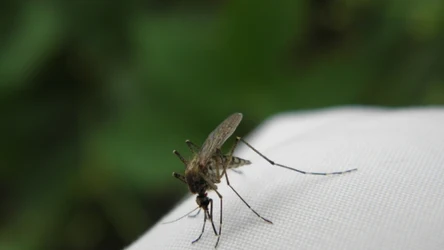 Czy w kąsaniu komarów znaczenie ma tzw. słodka krew?
