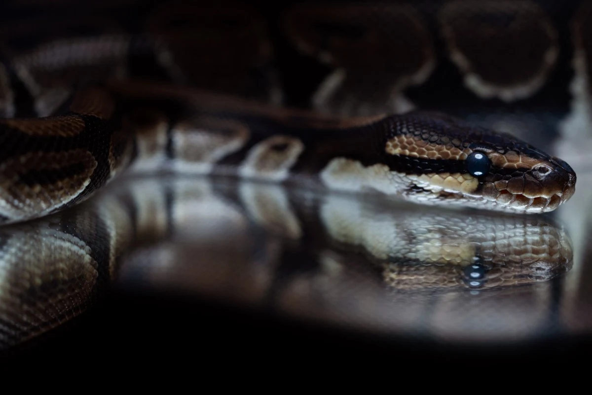 Pyton królewski (Python regius) to niejadowity wąż pochodzący z Afryki Zachodniej i Środkowej Głowa ciemno ubarwionego węża z wyraźnym odbiciem w gładkiej powierzchni, widoczne wyraźne łuski na pysku i intensywne spojrzenie gada.