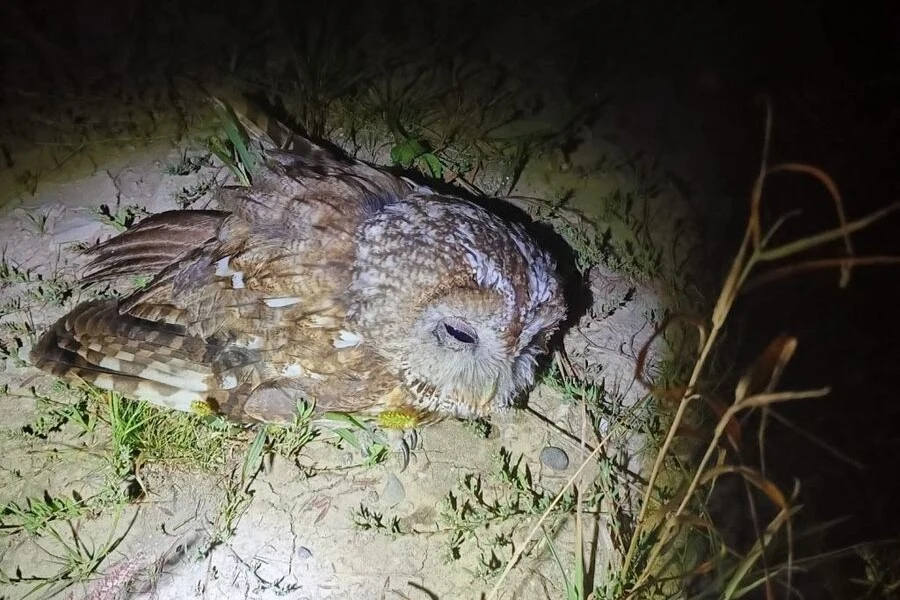 Wycieńczony ptak został znaleziony niedaleko miejscowości Węgierka Sowa leży nieruchomo na trawie, oświetlona światłem latarki w pobliżu miejscowości Węgierka.