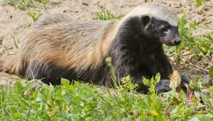 Ratel miodożerny potrafi pokonać lwa