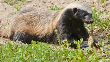 Ratel miodożerny potrafi pokonać lwa