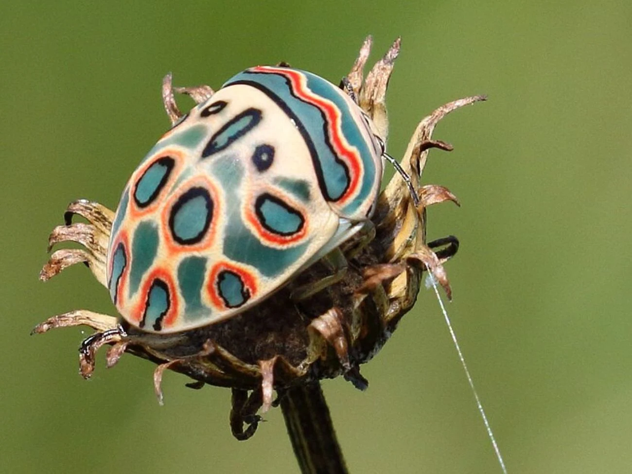 Sphaerocoris annulus charakteryzuje się szeroką tarczą z kolorowymi plamami Sphaerocoris annulus z szeroką tarczą i barwnymi plamami na pancerzu siedzi na uschniętym kwiatostanie.