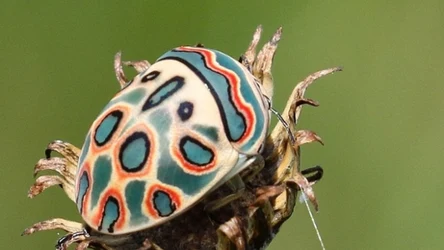 Sphaerocoris annulus charakteryzuje się szeroką tarczą z kolorowymi plamami