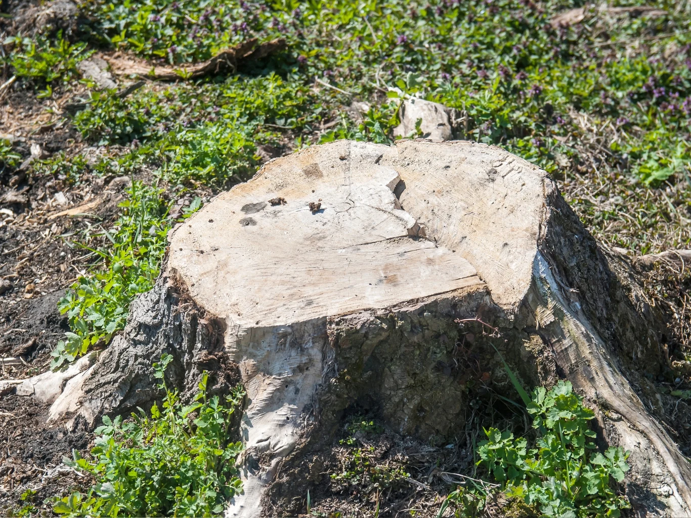 Pień drzewa otoczony świeżą zieloną trawą i niską roślinnością.