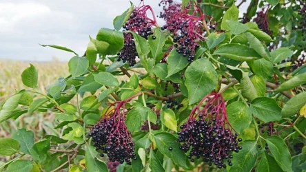 Czarny bez to polski superfood. Zaleca się jednak spożywać go po obróbce termicznej, np. jako sok, syrop, dżem, powidła czy konfiturę
