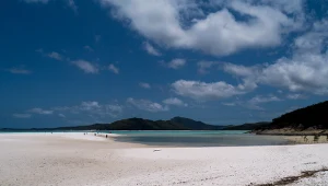 Niektóre plaże w Australii są zamykane z powodu występowania osy morskiej. Jej użądlenie jest bardzo niebezpieczne