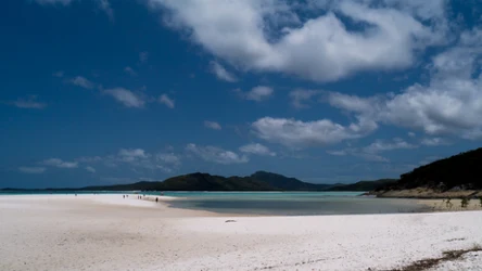 Niektóre plaże w Australii są zamykane z powodu występowania osy morskiej. Jej użądlenie jest bardzo niebezpieczne