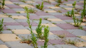 Chwasty na kostce brukowej? W prosty sposób pozbyłam się ich w 3 dni