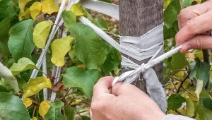Stary kawałek materiału może posłużyć do podwiązywania roślin w ogrodzie. 