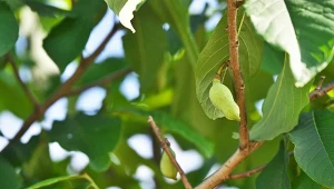 Polski banan wytrzymuje mróz do -30°C. Asymina to ogrodowy hit