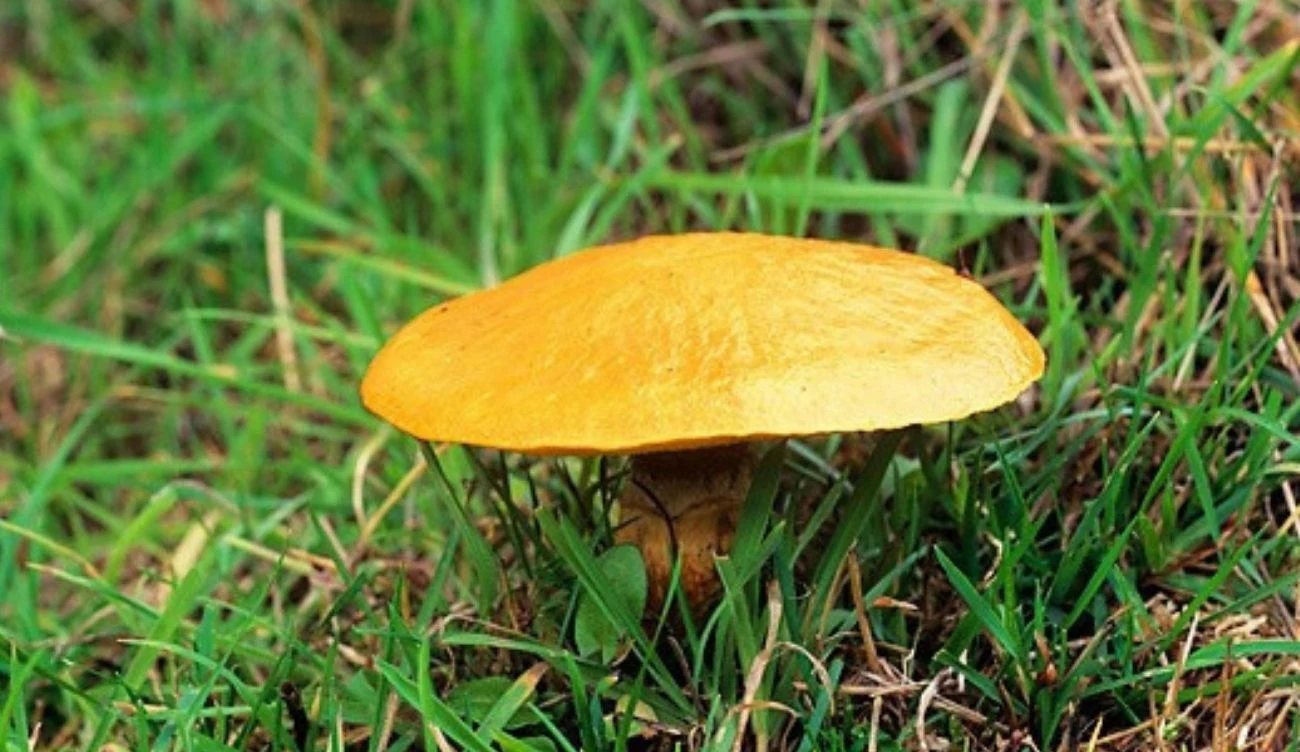 W sierpniu przypada szczyt sezonu na maślaka żółtego Maślak żółty z żółtopomarańczowym kapeluszem rośnie wśród zielonej trawy w sezonie sierpniowym.