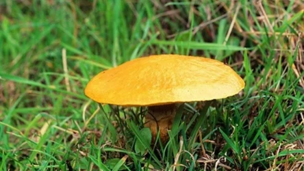 W sierpniu przypada szczyt sezonu na maślaka żółtego