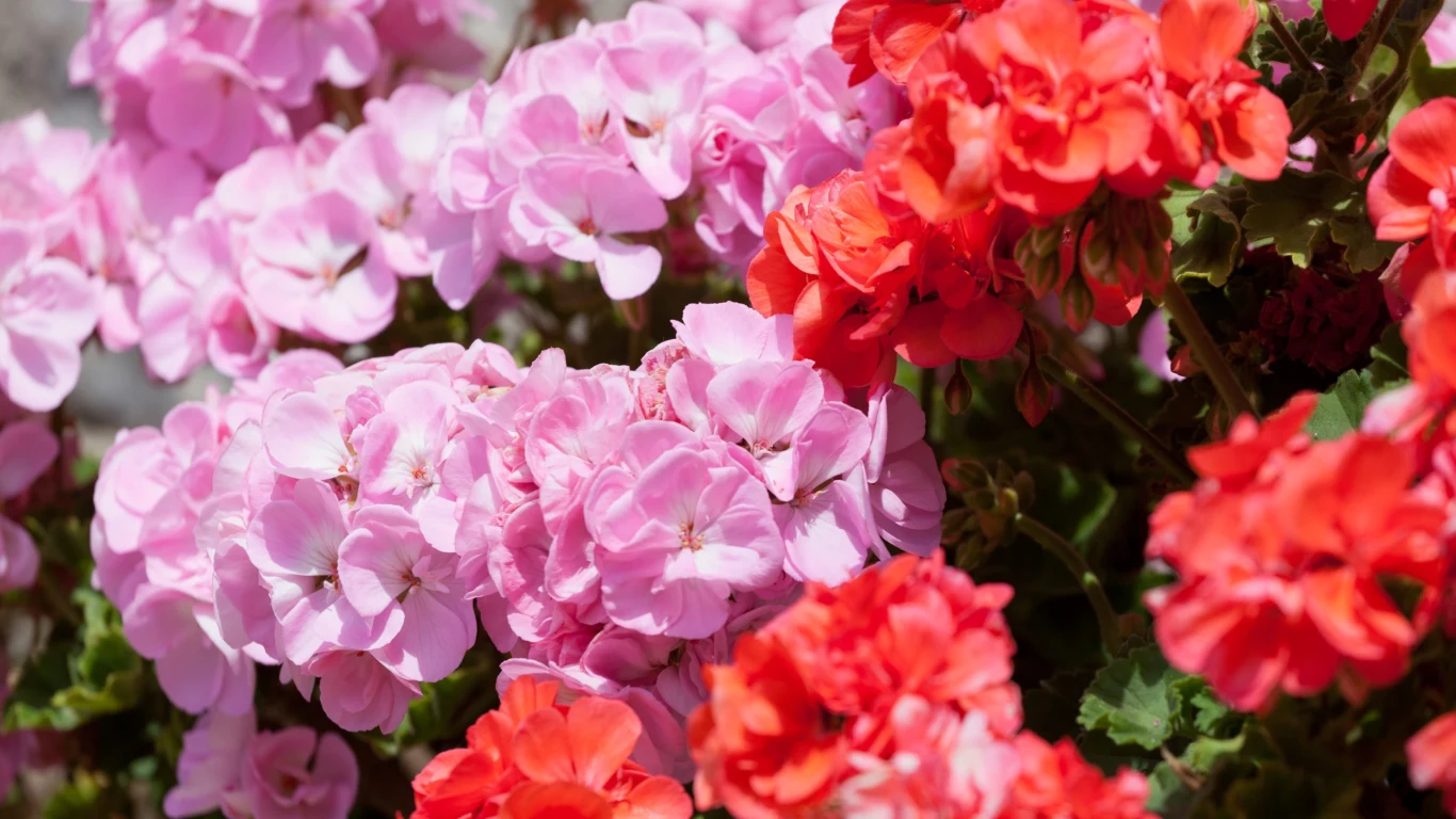 Nie musisz płacić za sadzonki pelargonii, aby ozdobić nimi cały ogród. Wypróbuj prosty trik Wcale nie musisz płacić za sadzonki pelargonii, aby ozdobić nimi cały ogród. Wypróbuj prosty trik.