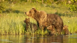 Niedźwiedzica wraz z młodymi została zabita w pobliżu Małej Fatry na Słowacji